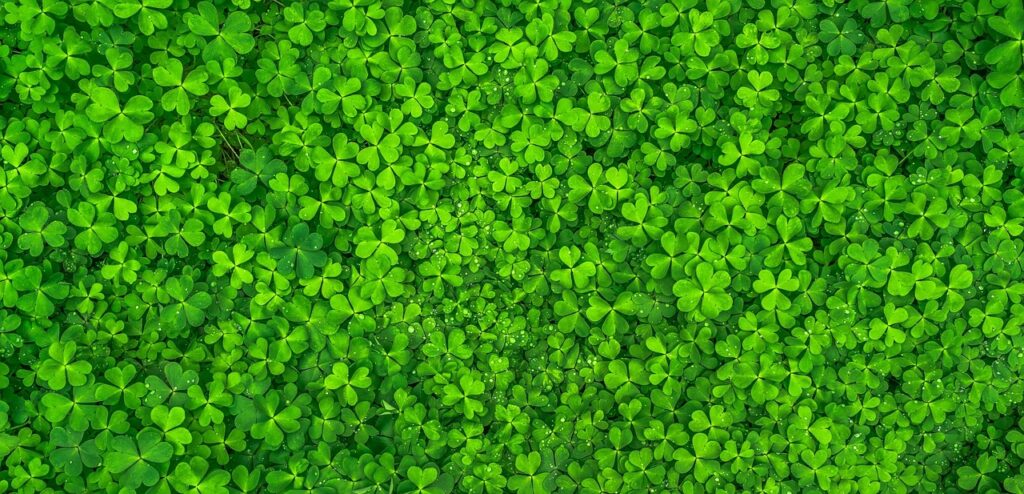 leaf, clover, green, shamrock, nature, spring, abstract, plants, morning, good luck, texture, pattern